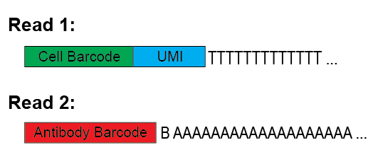 Read1: --barcode--|--umi--|TTTT and Read2: --CMO/HTO--|AAA